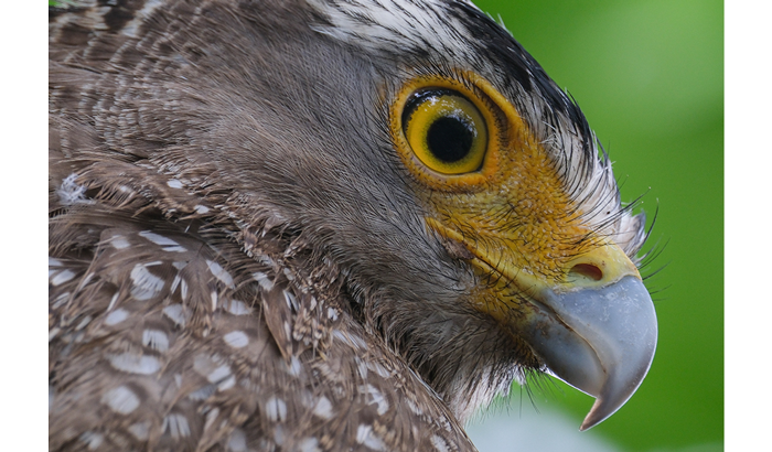 ©︎Masami Tanaka, Fujifilm XF150-600mm sample image close up of an eagles head with bright yellow eyes and white beak 