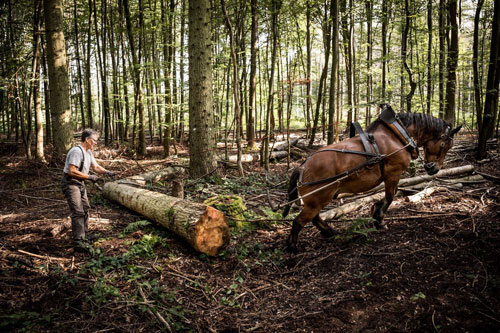 Fujifilm XF16-55mm F2.8 R LM WR II sample image of pack horse dragging large log away from logger in forrest
