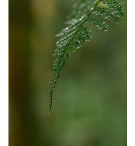macro photograph of water droplet forming at the end of a fern leaf shot with Fujinon XF56mm Lens