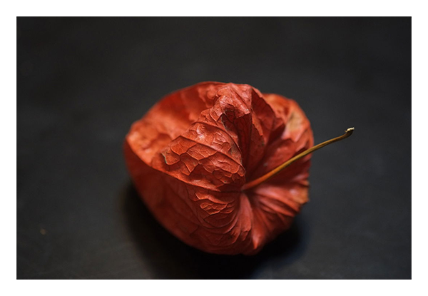 ssample image of a dried leaf taken with the fujifilm x lens