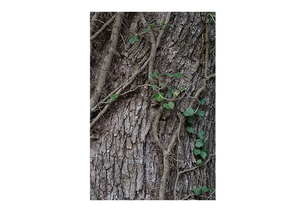 close up sample image of a tree taken with the fujifilm x lens