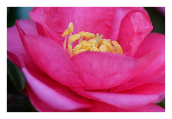 close up sample image of a pink flower taken with the fujifilm x lens