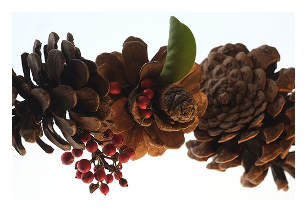 sample image acorns taken with the fujifilm x lens