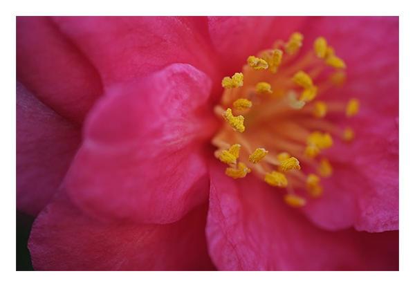close up sample image of a pink flower taken with the fujifilm x lens