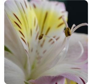 sample macro photograph of white and yellow lily flower stamen from Lumix FZ82D