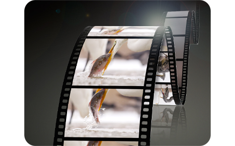 Film reel showing a heron catching fish from a river