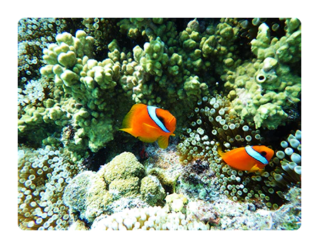 sample image of two fish under water taken with the pentax camera