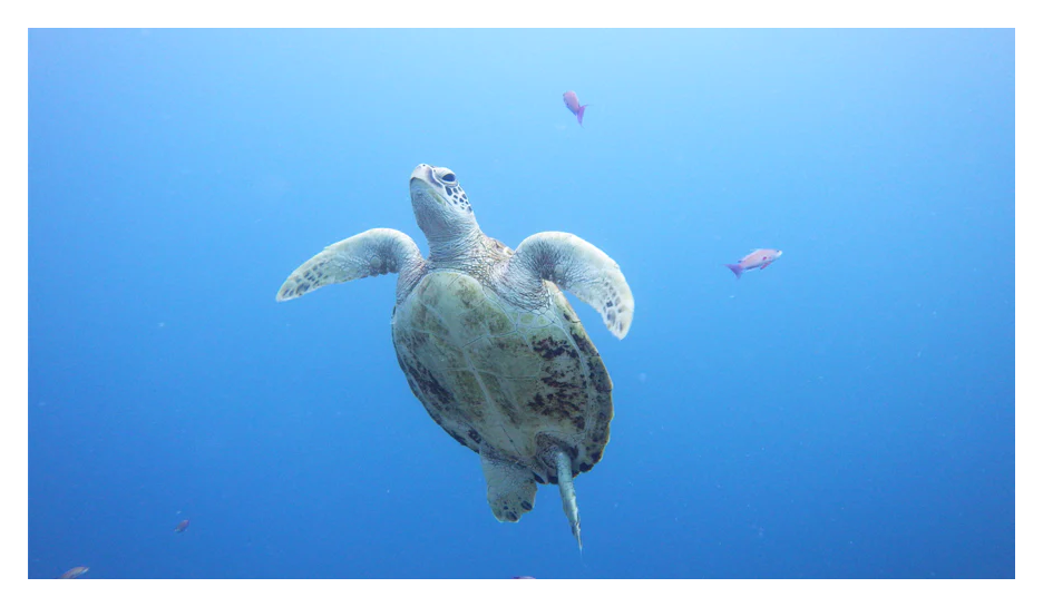 sample image of a turtle underwater taken with the pentax camera