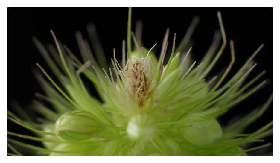 close up sample image of a plant taken with the pentax camera