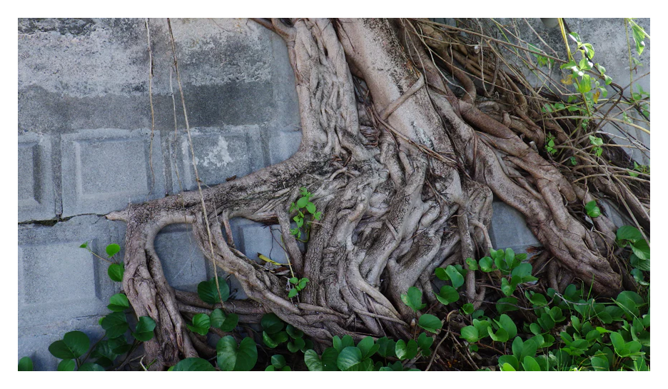 sample image of a tree growing against a wall taken with the pentax camera