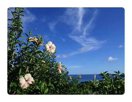 sample close up image of flowers with the sky behind them taken with the pentax camera