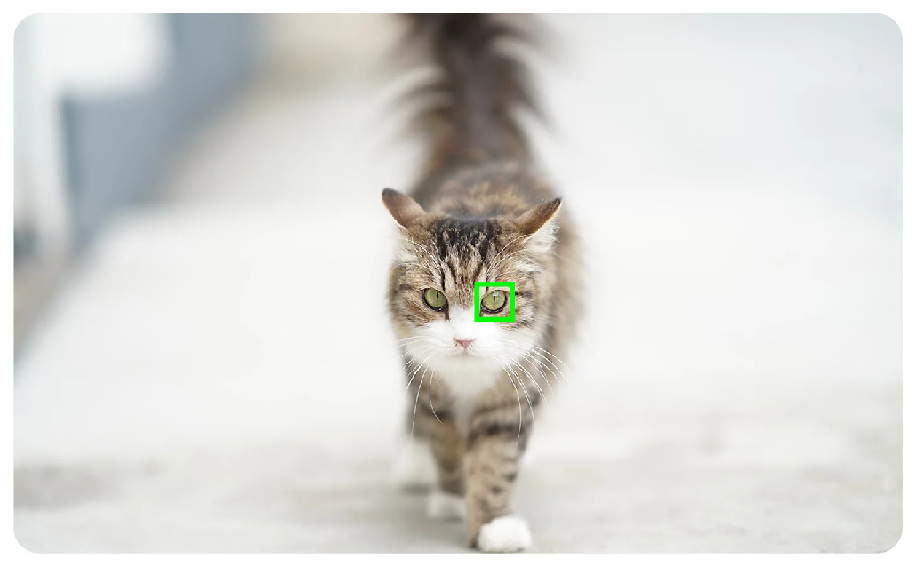 Sony A7C Sample of photograph of a cat walking with eye autofocus bracketing