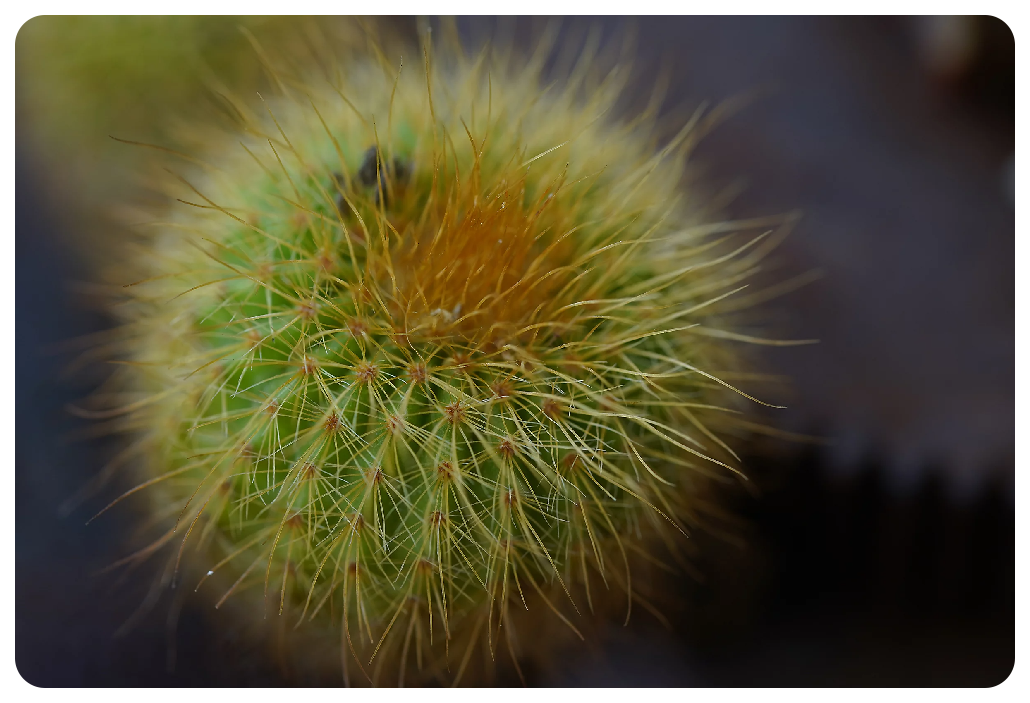 Sony A7C sample macro photo of small ball cactus 