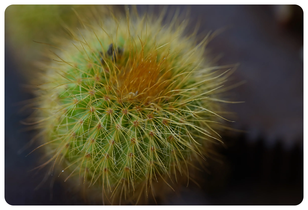 Sony A7C sample macro photo of small ball cactus 