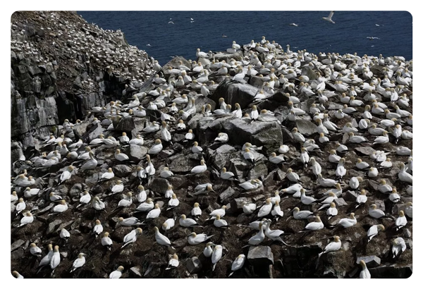 a lot of seaguls on a cliffside over looking the ocean taken with the canon lens