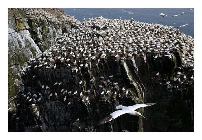 sample image of seaguls on a cliffside near the ocean with the canon lens