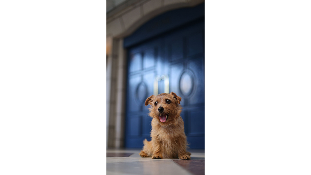 sample image of a dog in front of a door taken with the canon rf 50mm