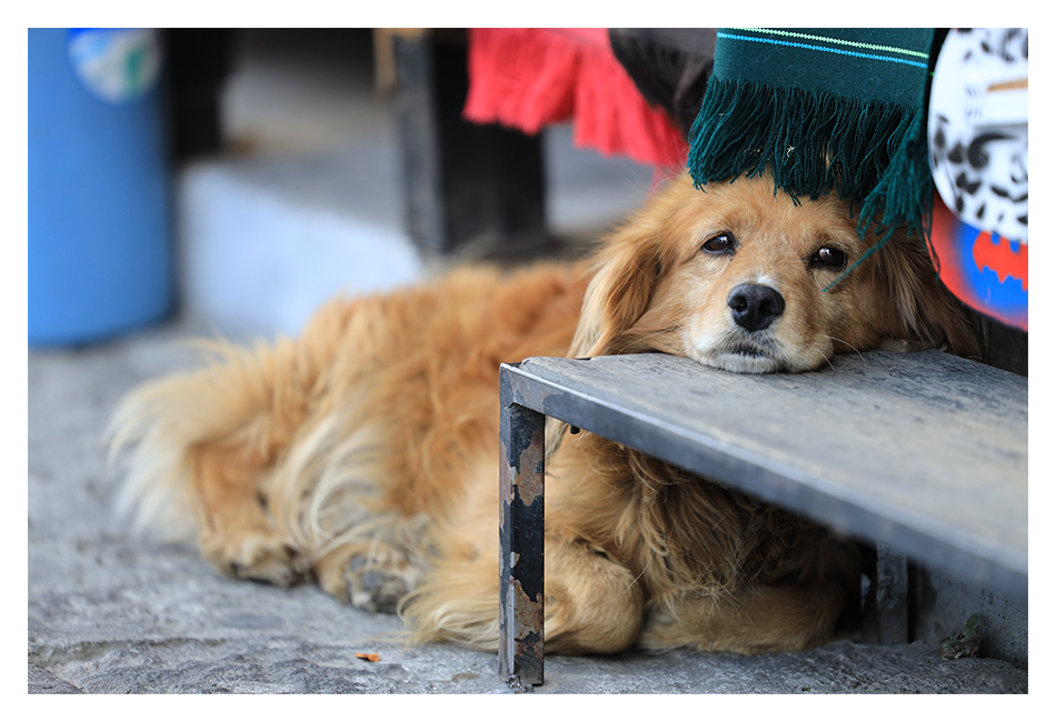 sample image of a dog resting its head on a beach taken with the canon 70 200 lens