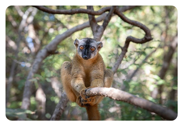 image of a lemur in a tree taken with the canon 70 200 lens