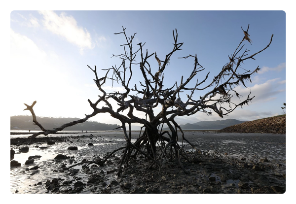 tree on a beach taken with the canon 35mm lens