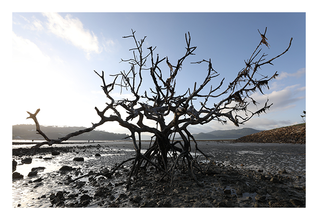 sample image of a tree on a beach taken with the canon 35mm lens