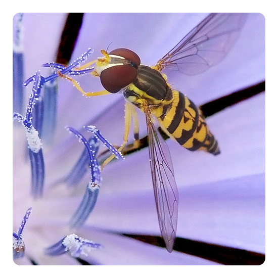 example photo of a wasp close up on a flower