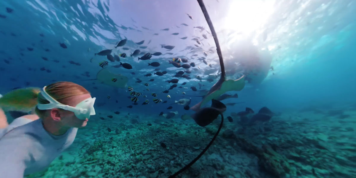 Snorkeler swimming with a school of fish over a coral reef