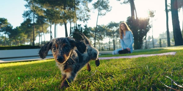example image of the osmo mobile 8p tracking a dachshund puppy