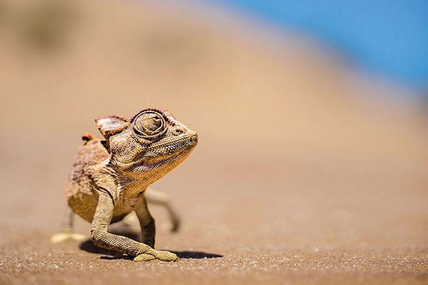 Namaqua chameleon walking on the sand dunes of the Namib Desert