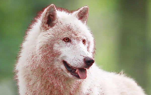 focus assist highlights on a white wolf