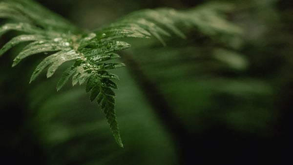 sample image of a close up of a leaf