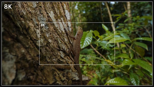 a lizard on a tree showing 8k resolution and 4k zoom