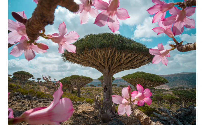Hasselblad XCD 25V sample image of Socotra Tree surrounded with pink blossom flowers in desert landscape