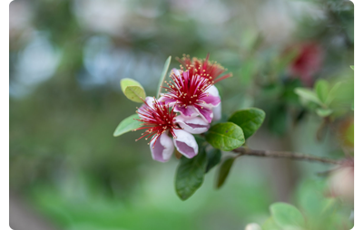 Sample photograph of pink and white plum blossom flower with out of focus background