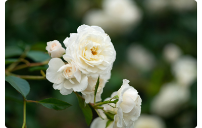 Sample photograph of white rose bush flowering 