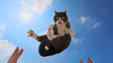 sample image of grey and white cat being thrown in the air in slow motion in front of blue sky