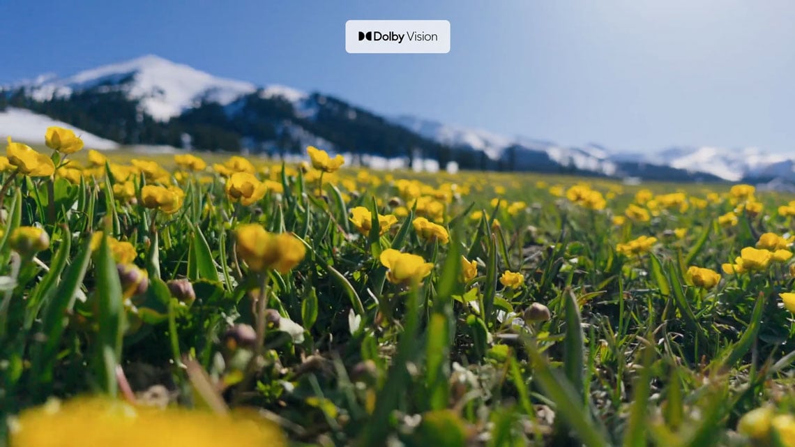 sample image of a field full of yellow flowers