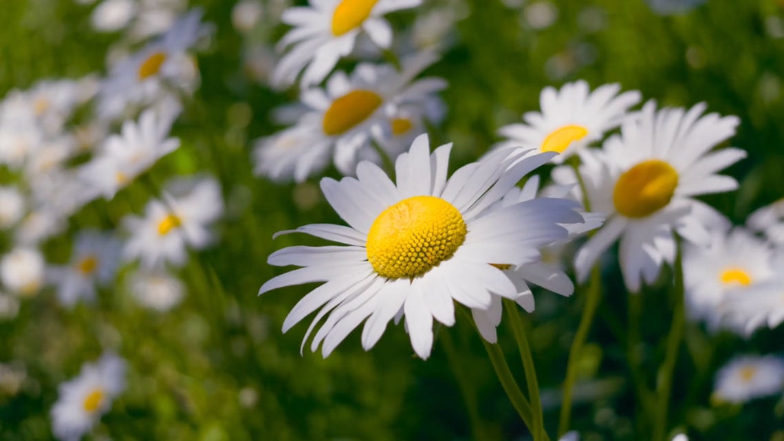 cose macro example of daisies in a field