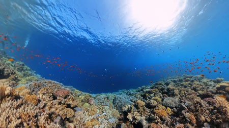 insta 360 camera underwater selfie stick