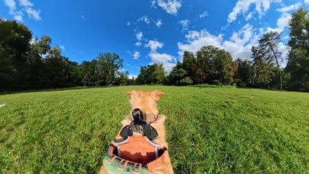 example footage of a dog wearing the insta 360 camera