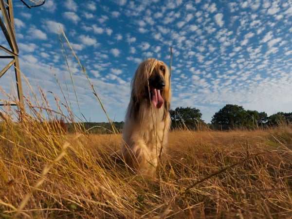 an Afghan Hound standing in a field of tall grass