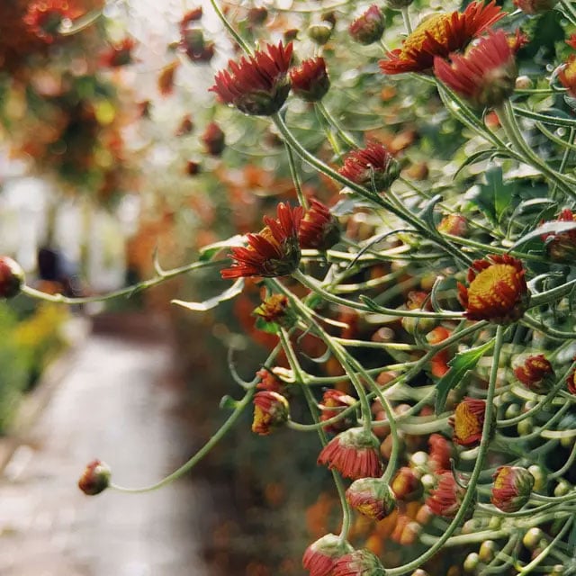 sample image of plants growing next to a path