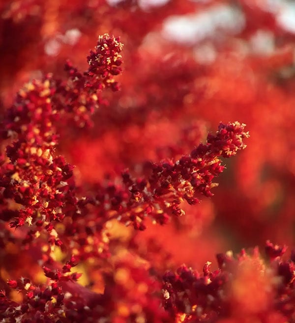 close up of a red flower taken using the moment macro mobile lens