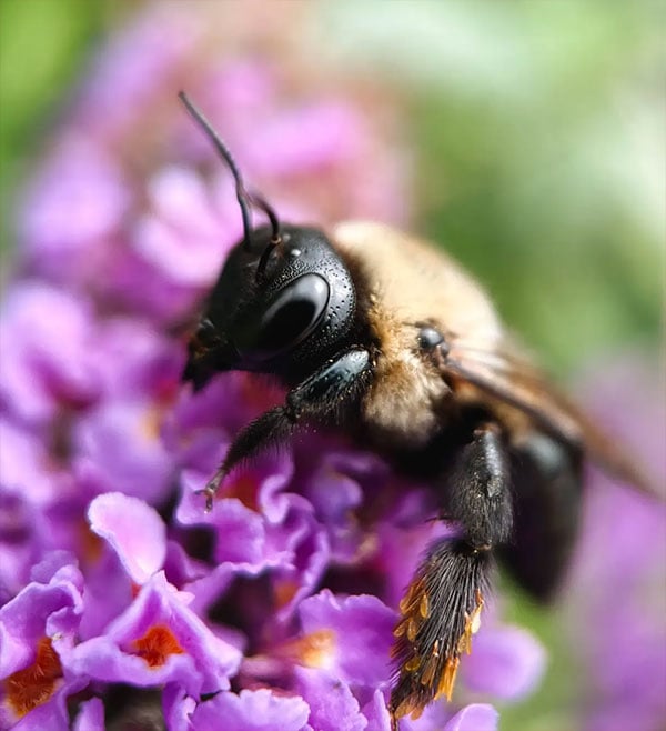 close up of a bee sat on a purple flower taken using the macro mobile lens