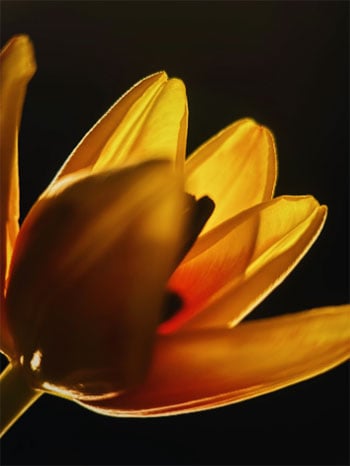 sample photo of a yellow flower taken using the moment macro lens