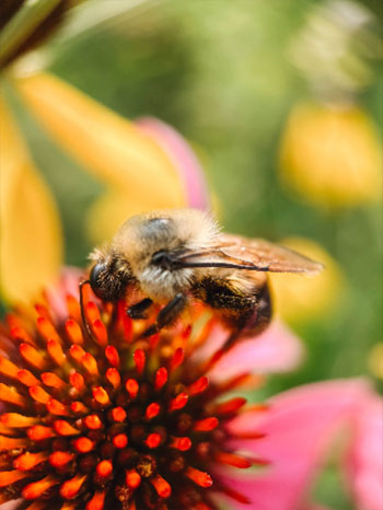 sample photo of a bee on a flower taken using the macro mobile lens