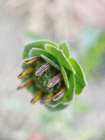 sample photo of a green flower taken using the moment macro lens