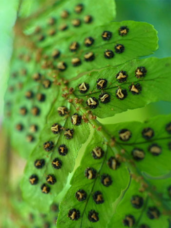 sample photo of a leaves taken using the moment macro lens