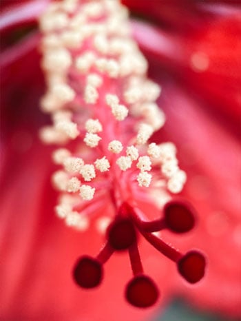 sample photo of a red flower taken using the moment macro lens