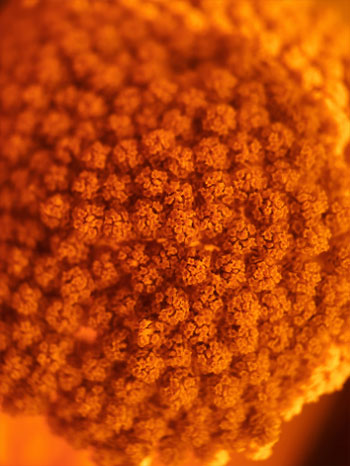 sample photo of a orange flower taken using the moment macro lens